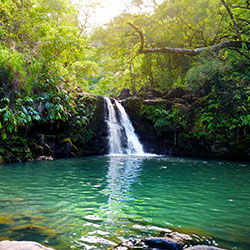 Explore a tropical jungle on this easy hike and afterwards cool off with a swim under a waterfall!