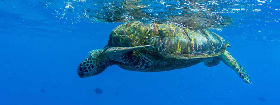 Day 5 Waikiki Snorkel All Inclusive Hawaii