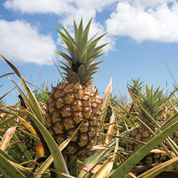 Tour a working pineapple farm in upcountry Maui, and get the chance to taste some of “Maui’s Gold”!