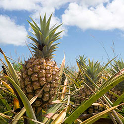 Tour a working pineapple farm in upcountry Maui, and for those 21 & older, visit a neighboring distillery using Maui’s own sugar cane.