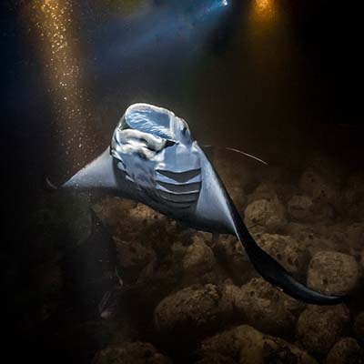 An evening snorkel in the balmy Pacific Ocean with these majestic and gentle sea creatures.