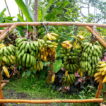 best Maui farm tours