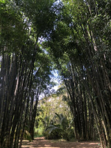 Bamboo Forest Maui Waterfall Hike