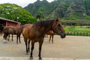 Hawaii Top Attractions Kuala Ranch