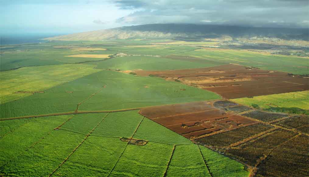 Maui Agriculture